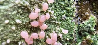 Attēlu rezultāti vaicājumam “Leptodictyum riparium sporophyte”