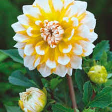 Image result for Dahlia `Snowflake`