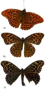 Attēlu rezultāti vaicājumam “Argynnis paphia male”