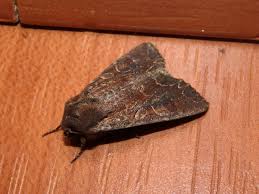 Attēlu rezultāti vaicājumam “Lacanobia suasa”