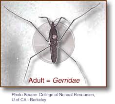 Attēlu rezultāti vaicājumam “Gerridae”