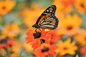 Image result for monarch butterfly