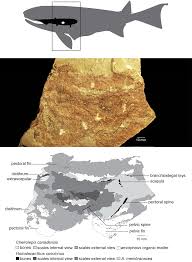 Attēlu rezultāti vaicājumam “Laccognathus panderi”