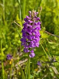 Attēlu rezultāti vaicājumam “Dactylorhiza majalis subsp. baltica flower”