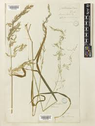 Attēlu rezultāti vaicājumam “Cinna latifolia”