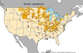 Image result for Sander canadensis