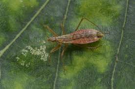 Attēlu rezultāti vaicājumam “Nabis limbatus”