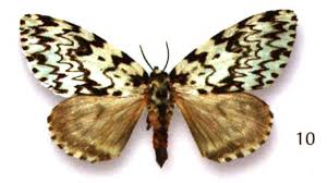 Attēlu rezultāti vaicājumam “Lymantria monacha imago”