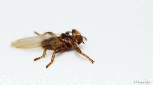 Attēlu rezultāti vaicājumam “Lipoptena cervi”