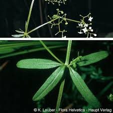Attēlu rezultāti vaicājumam “Galium elongatum leaf”