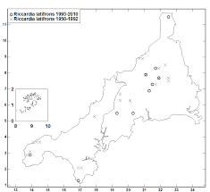 Attēlu rezultāti vaicājumam “Riccardia latifrons”