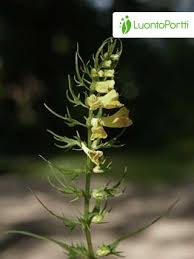 Attēlu rezultāti vaicājumam “Melampyrum pratense leaf”
