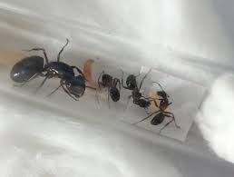 Attēlu rezultāti vaicājumam “Camponotus herculeanus”