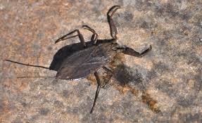 Attēlu rezultāti vaicājumam “Nepa cinerea”