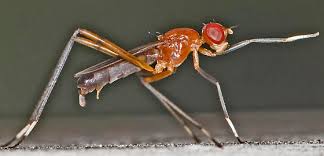 Attēlu rezultāti vaicājumam “Micropezidae”