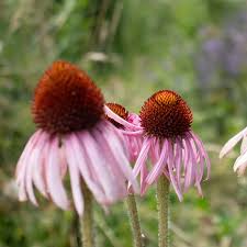 Image result for Echinacea angustifolia