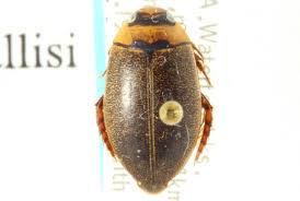 Attēlu rezultāti vaicājumam “Rhantus frontalis”