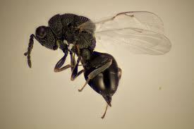 Attēlu rezultāti vaicājumam “Rabdophaga degeeri”