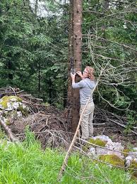 Attēlu rezultāti vaicājumam “Ena montana”
