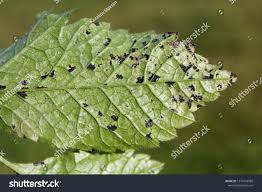 Attēlu rezultāti vaicājumam “Chaerophyllum aromaticum leaf”