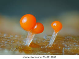 Attēlu rezultāti vaicājumam “Physarum decipiens sessile”