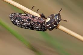 Attēlu rezultāti vaicājumam “Trogossitidae”