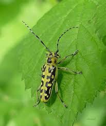 Attēlu rezultāti vaicājumam “Saperda scalaris”