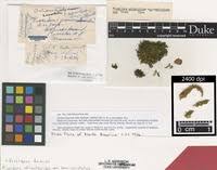 Attēlu rezultāti vaicājumam “Fissidens adianthoides sporophyte”