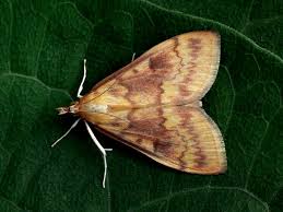 Attēlu rezultāti vaicājumam “Ostrinia nubilalis”