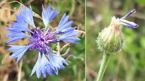 Attēlu rezultāti vaicājumam “Cyanus segetum flower”