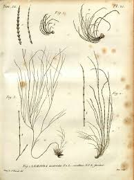 Attēlu rezultāti vaicājumam “Lemanea fluviatilis”