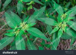 Attēlu rezultāti vaicājumam “Euphorbia palustris fruit”