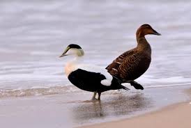 Attēlu rezultāti vaicājumam “Somateria mollissima”