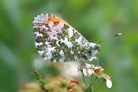 Attēlu rezultāti vaicājumam “Anthocharis cardamines”