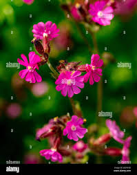 Attēlu rezultāti vaicājumam “Silene dioica flower”