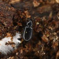 Attēlu rezultāti vaicājumam “Tachyta nana”