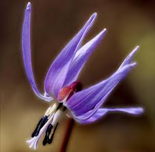 Attēlu rezultāti vaicājumam “Erythronium sibiricum”