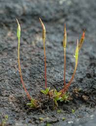 Attēlu rezultāti vaicājumam “Aloina rigida”