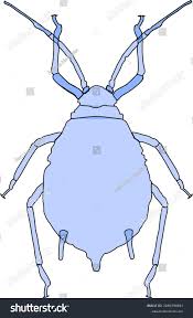 Attēlu rezultāti vaicājumam “Aphis fabae”