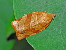 Attēlu rezultāti vaicājumam “Pandemis heparana”