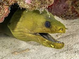 Image result for Gymnothorax funebris