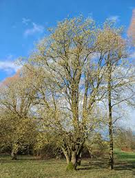 Attēlu rezultāti vaicājumam “Salix daphnoides subsp. acutifolia bud”