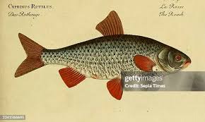 Image result for Rutilus rutilus