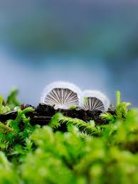 Attēlu rezultāti vaicājumam “Tubiferaceae”