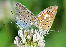 Attēlu rezultāti vaicājumam “Polyommatus icarus”