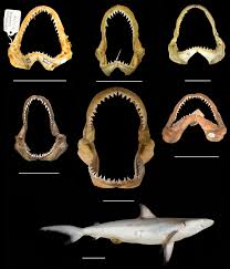 Image result for Carcharhinus acronotus