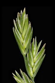 Attēlu rezultāti vaicājumam “Lolium perenne”