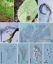 Attēlu rezultāti vaicājumam “Polycephalomyces tomentosus”