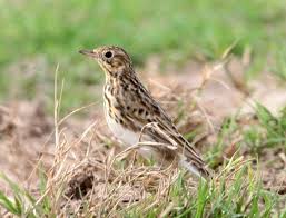 Attēlu rezultāti vaicājumam “Motacillidae”