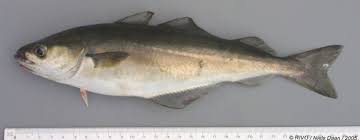 Image result for Pollachius virens